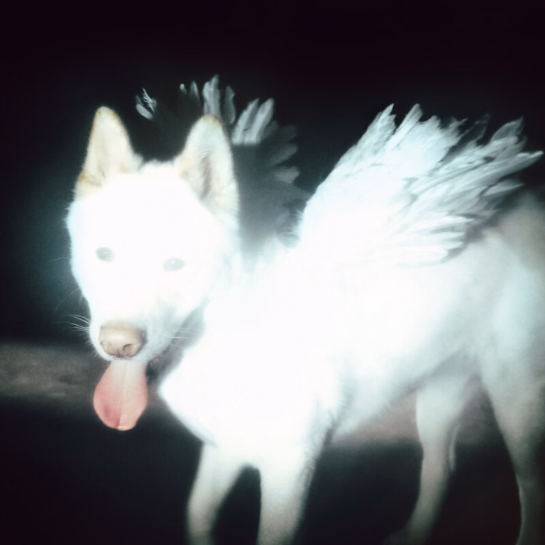 Fat Dog Have More Than One Setting — official release artwork.